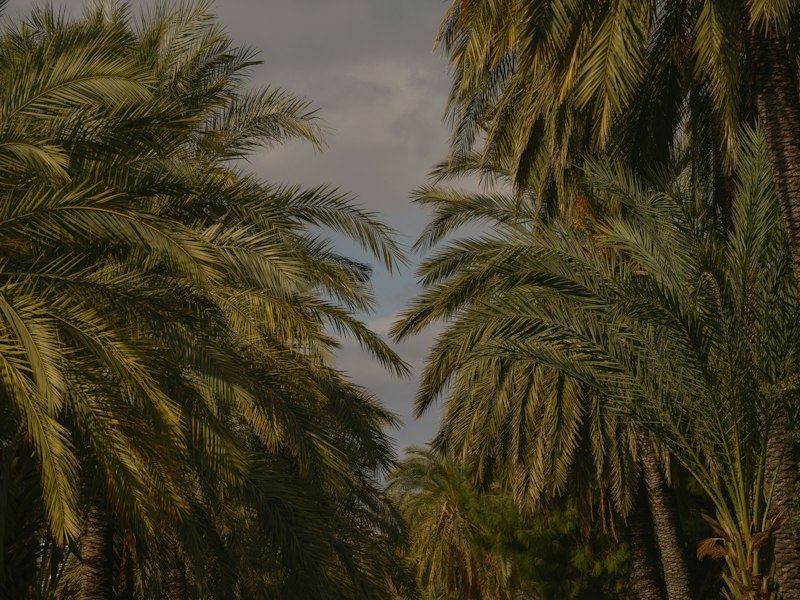 Background option 1